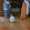 강아지 꼬순내 이미지