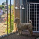 터치우드 제주 조천 감성 카페, 조용한 분위기의 애견동반카페 <b>터치우드</b>