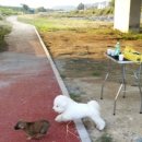 도그앤 제이 이미지