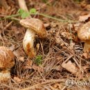 명산송이판매