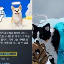 마이리틀퍼피