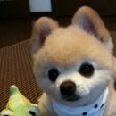 귀여운강아지 이미지