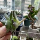 다육여정