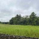 비자림빌리지 이미지