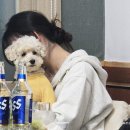 미나애견 | 속초 횟집 영금정 속초애견동반식당 스끼다시천국