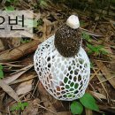 독버섯 이미지