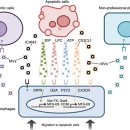 Re: Engulfment signals and the phagocytic machinery for apoptotic cell clea 이미지
