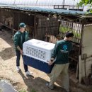 불법 개농장 구조 봉사활동 하는 다니엘헤니 이미지