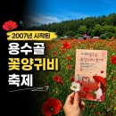 원주 용수골 꽃양귀비축제, 주민들이 만든 꽃길의 이야기