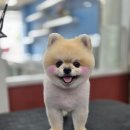 꼬리치랑개