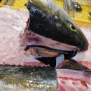 부두회수산 이미지