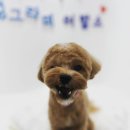 멍그라미 이발소 이미지