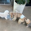 로이 힐링 | 7월 (6) 절미와 로이랑 피터펫츠 또갔다! 그리고 직장인 일상