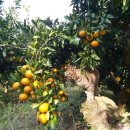 호두구름이네 이미지