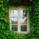 하늘담쟁이 이미지