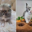 도그마루 강아지고양이 목동점 이미지