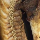 족발야시장  심곡점 | 부천역 족발 솔직후기 족발야시장