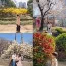 봄의언덕 | 대구 중구 가볼만한곳 청라언덕 벚꽃 목련 포토존 봄 데이트 여행지 추천