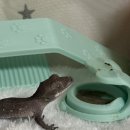 초록도마뱀 | 도마뱀용품 추천 꾸밀렙 크레스티드 게코 밥그릇 사용 후기