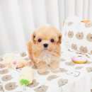 강아지분양 꽃강아지 중랑점 | 노원구강아지분양 청결과 건강함으로 신뢰받는 꽃강아지중랑점 강아지분양