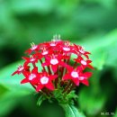 방림원 식물원 이미지