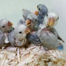 파랑새조류원