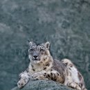 눈표범 ( Snow leopard ) 이미지