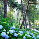 성림포레스트