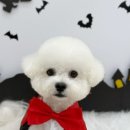 씨유 의정부현대 | 의정부 애견미용 사계절멍 119건의 극찬 꼼꼼한 맞춤 케어