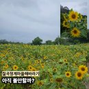 노곡3리마을회관 | 칠곡 청계마을 해바라기, 대구 근교 여름 꽃 명소 방문 후기