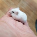 미니펫스토리 이미지