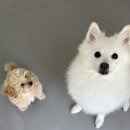 반려담애견유치원 이미지