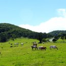 제주의 제주마 이미지