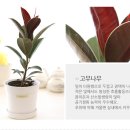 가훼