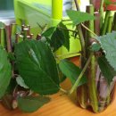 차령농장 이미지