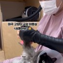 심쿵하냥 이미지