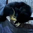 옥자네애견카페 유치원 호텔 미용 이미지