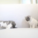 캣통령 잠실점 이미지