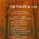 떡갈나무 Daum카페