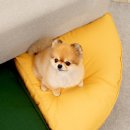 애견 - 강릉시 신리길 2 | 애견