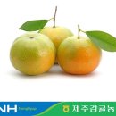 위미감협 한라일보