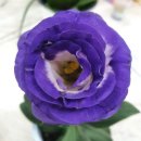 장일농장 이미지