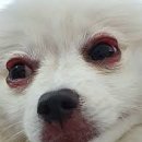 서동물병원 이미지