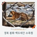 봉화군청소년센터 | [경북 봉화 아이랑 가볼만한곳] 국립백두대간수목원 호랑이숲 나들이 🐯 (ft. 다자녀 무료입장 &amp; 트램 꿀팁)