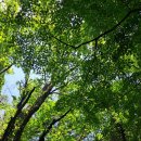 (해설이있는)힐링영화 | 제주서귀포여행 환상숲곶자왈 | 힐링 산책코스와 숲해설 체험 후기