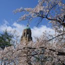 혜천대학교에서 다시 벗꽃과 종각을 담았습니다. 이미지