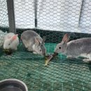 솔비 농장 이미지