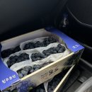 농원농장 | 용암동 포도밭 포도농원 지씨농장 내돈내산 후기 🍇🍇