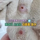 오리진 동물피부과병원 이미지