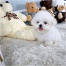 댕스마일 이미지